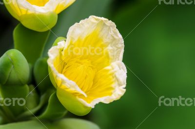 Yellow flower of Limnocharis flava