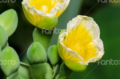 Yellow flower of Limnocharis flava