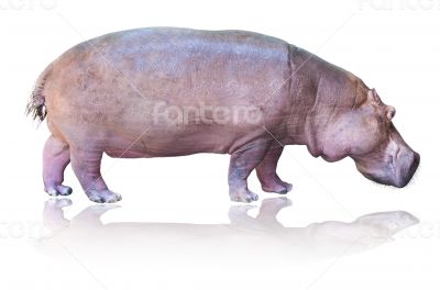 Hippos isolated on white