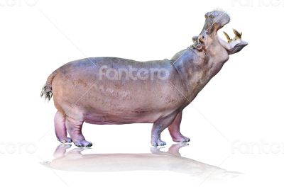 Hippos isolated on white