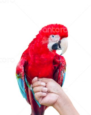 Green-Winged Macaw isolated on white
