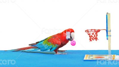 Macaw playing basketball ball toy isolated on white