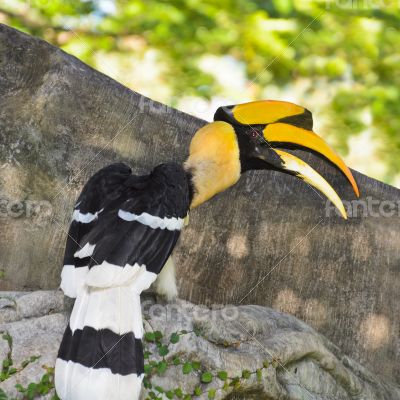 Great Hornbill or Buceros bicornis large birds in Thailan