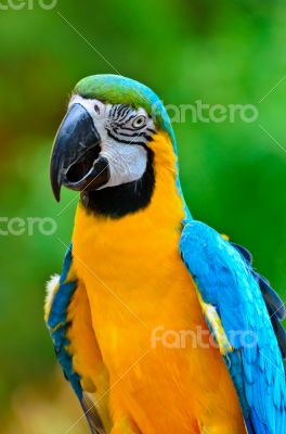 Blue and Gold Macaw colorful birds