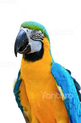 Blue and Gold Macaw colorful birds isolated on white