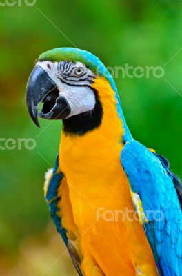 Blue and Gold Macaw colorful birds
