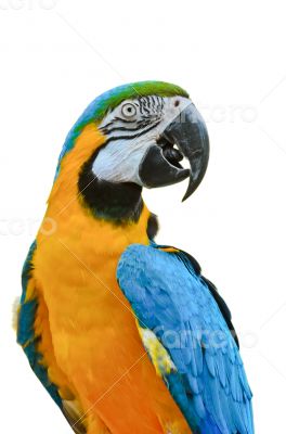 Blue and Gold Macaw colorful birds isolated on white