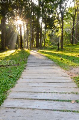 Pathways in tropical forests morning