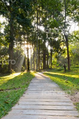 Pathways in tropical forests morning