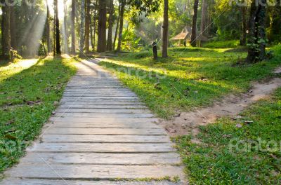 Pathways in tropical forests morning