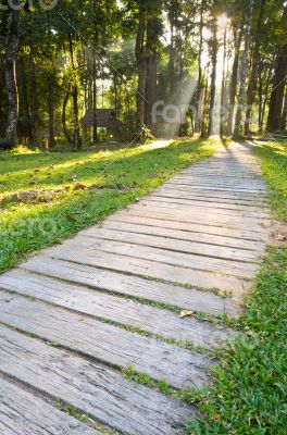 Pathways in tropical forests morning Pathways in tropical forests morning