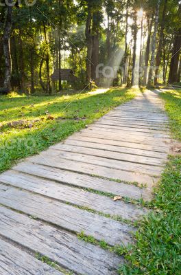 Pathways in tropical forests morning