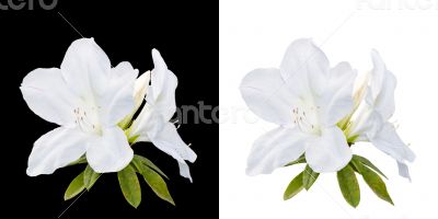 Rhododendron moulmeinene Hook flowers isolated on white and blac