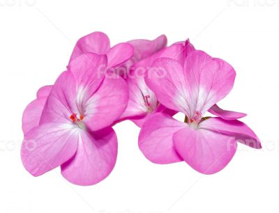 Pink Geranium ( Palargonium x hortorum ) flowers isolated on whi