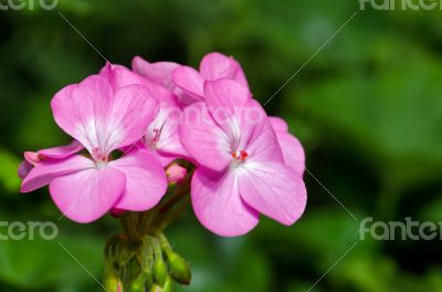 Pink Geranium flowers