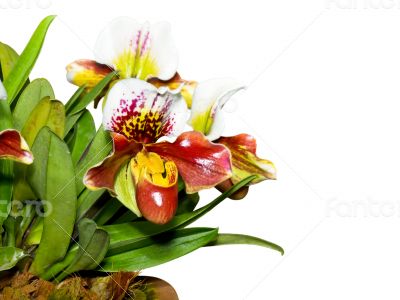 Slipper Orchid ( Paphiopedilum ) Exotic flowers isolated on whit