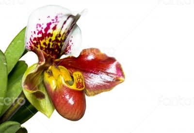 Slipper Orchid ( Paphiopedilum ) Exotic flowers isolated on whit