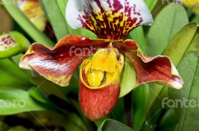 Slipper Orchid ( Paphiopedilum ) Exotic flowers