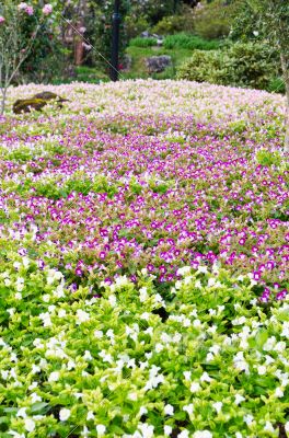 Wishbone Flower garden ( Torenia Fournieri Lindl )