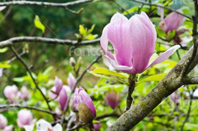 Magnolia Soulangeana flowers
