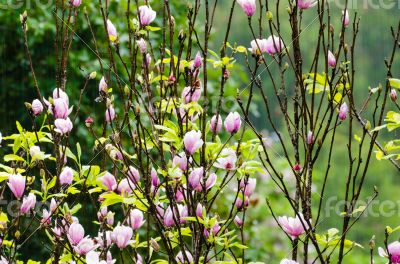 Magnolia Soulangeana flowers