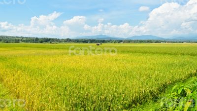 Landscape rice field