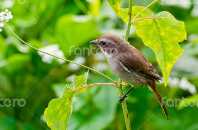 Grey Bushchat bird (female) Grey Bushchat bird (female)