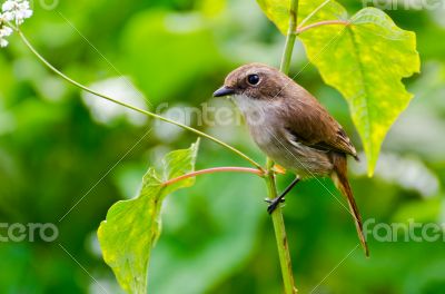 Grey Bushchat bird (female) Grey Bushchat bird (female)