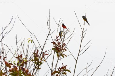 Scarlet Minivet birds, Males are redness, Female and the chicks Scarlet Minivet birds, Males are redness, Female and the chicks