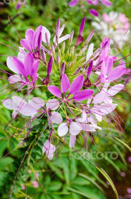 Multi-colored Cleome (spider flower) in garden