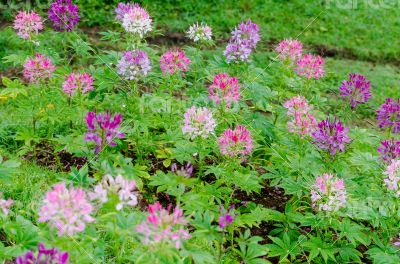 Garden flowers of Cleome with multi-colored Garden flowers of Cleome with multi-colored
