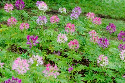 Garden flowers of Cleome with multi-colored