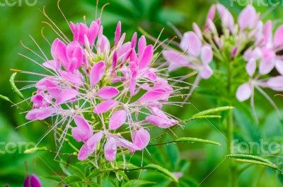 Close up pink Cleome flowers filled with dew drops