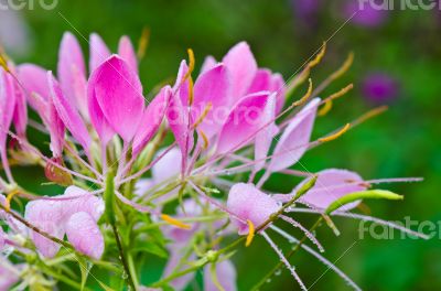 Close up pink Cleome flowers filled with dew drops