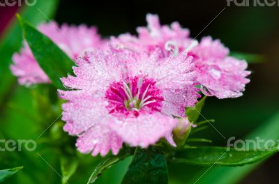 Pink Dianthus flowers filled with dew drops
