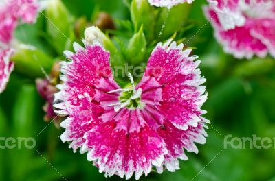 Pink Dianthus flowers filled with dew drops Pink Dianthus flowers filled with dew drops