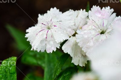 White Dianthus flowers filled with dew drops
