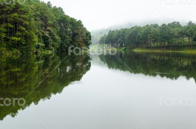 Nature landscape at dawn of lakes and pine forests