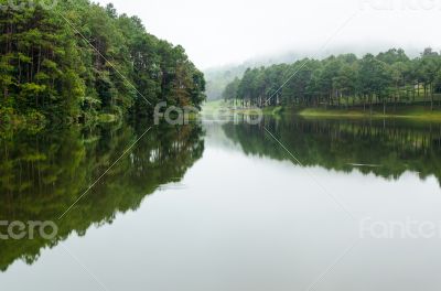 Nature landscape at dawn of lakes and pine forests