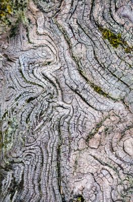 Texture of old wood Texture of old wood