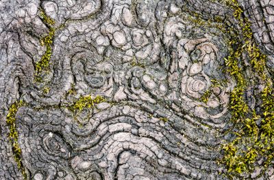 Texture of old wood Texture of old wood