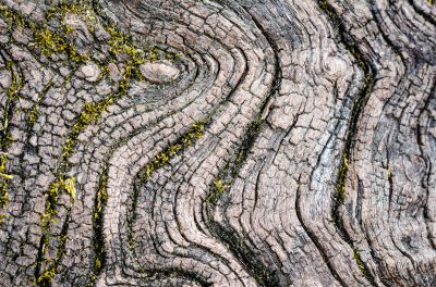 Texture of old wood Texture of old wood