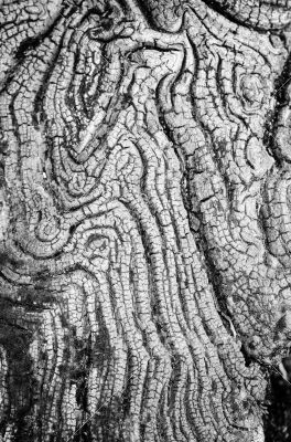 Texture of old wood black and white