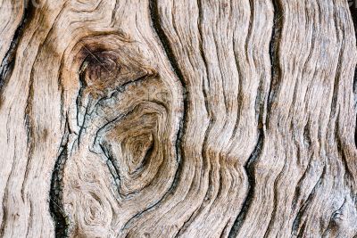 Texture of old wood