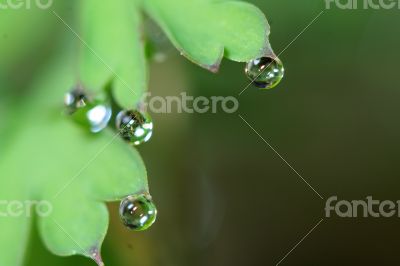 drops of water