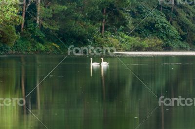 White swan and its mate are swimming in the lake