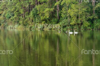 White swan and its mate are swimming in the lake