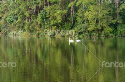 White swan and its mate are swimming in the lake