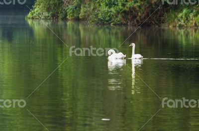 White swan and its mate are swimming in the lake