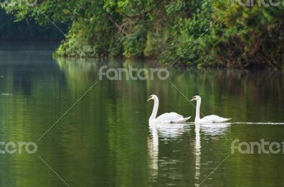 White swan and its mate are swimming in the lake
